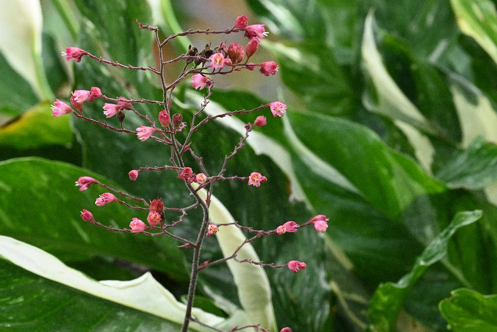 2025-07119563 Tower Hill Botanic Garden, MA.JPG - Coral Bells (Heuchera). New England Botanic Garden at Tower Hill, MA, 7-11-2025